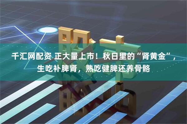 千汇网配资 正大量上市!秋日里的“肾黄金”,生吃补脾肾,熟吃健脾还养骨骼